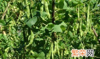 秋云豆种植时间和方法 秋云豆种植时间和方法介绍