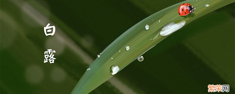 白露是中国传统节日吗 白露是第几个节气