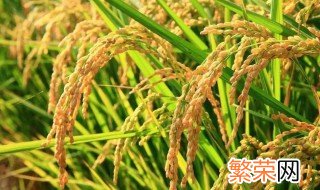 水稻怎么施肥高产 水稻用什么肥料高产