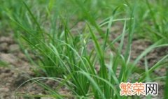 夏季韭菜种植管理注意事项 夏季韭菜的种植及管理技术