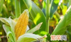 玉米地怎样除草 玉米田怎么除草