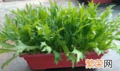 苦菊怎么种 苦菊怎么种植方法如下