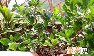 子叶提供营养后脱落吗 植物掉叶后营养如何储存