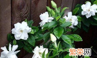 栀子花发的新叶发黄怎么办 栀子花新叶发黄怎么回事