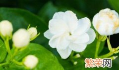 茉莉花什么时候开放 茉莉花开放时间