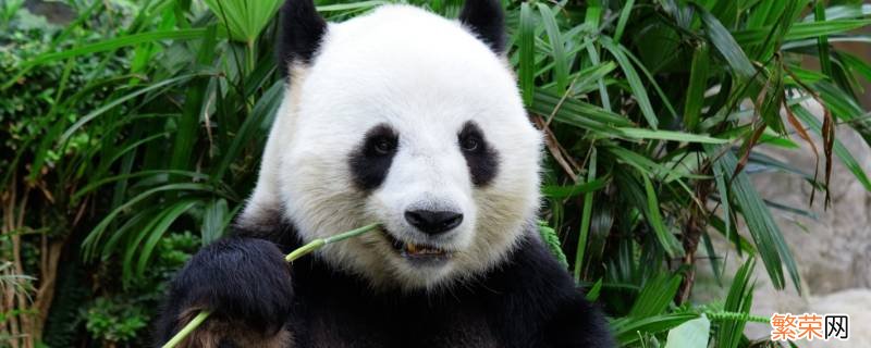大熊猫属于什么科 大熊猫属于什么科类动物