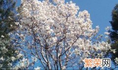 白玉兰树怎么种植方法 白玉兰树如何种植