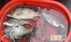 鳊鱼怎么钓 钓鳊鱼的方法