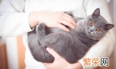 野猫怎么驯服