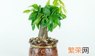 植物组织培养中使用什么培养基 植物组织培养过程中培养基的成分