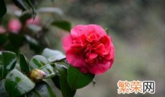 茶花花期后如何修剪 茶花修剪时间和方法