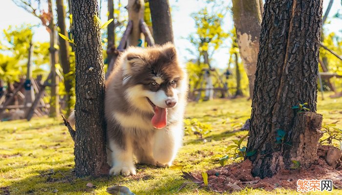 阿拉斯加犬多少钱一只 阿拉斯加犬一只多少钱