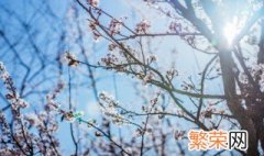 梅花的秉性是什么意思 梅花的秉性是什么意思?