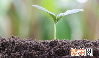 自制有机肥料的方法 怎么自制有机肥