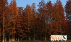 红松树种植方法 红松的种植方法