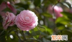 茶花可以泡水喝吗 茶花可不可以泡水喝