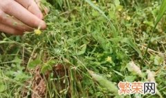 夏天怎样储存青草 夏季如何储存干草