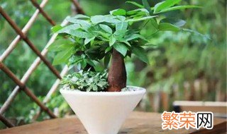 小型盆栽发财树如何养护 小型盆栽发财树养护方法