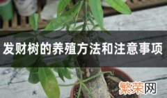 发财树养护正确方法 发财树养植方法及注意事项