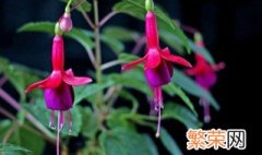 吊钟花种植方法 吊钟花的种植方法介绍