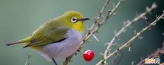 暗绿绣眼鸟是国家几级保护动物 暗绿绣眼鸟是国家几级保护动物吗