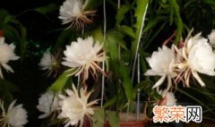 为什么昙花不开花 为什么昙花不开花怎样修剪