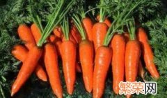 胡萝卜盆栽种植方法 胡萝卜盆栽种植方法简单介绍