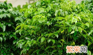 绿宝树的养殖方法 绿宝树养殖方法和注意事项