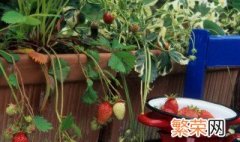 阳台草莓怎么种植方法 日常管理应该注意什么