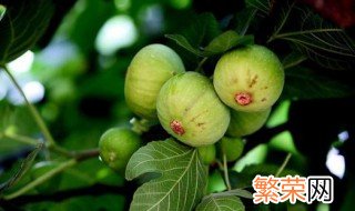 无花果移栽时间和方法 无花果移栽时间和方法简述