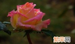 香水玫瑰花种植方法 香水玫瑰花种植方法介绍
