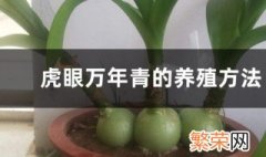 虎眼万年青的养殖方法和注意事项 虎眼万年青的正确养殖方法