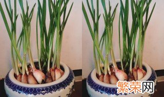 大蒜盆栽种植方法 大蒜盆栽如何种植