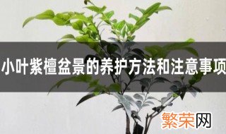 小叶紫檀养殖方法和注意事项 小叶紫檀盆景的正确养法