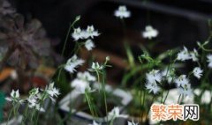 白鹭草怎么种植方法 白鹭草怎么种