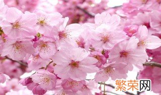 樱花如何养护 樱花开花前要怎么养护