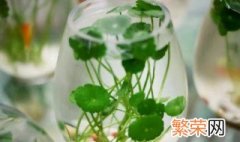 水培铜钱草冬天怎么养活 水培铜钱草冬天怎么养