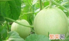 香瓜最佳种植方法 种植香瓜的步骤