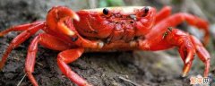 怎样保存螃蟹才能活着 螃蟹怎么保存才能活着