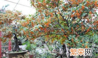 盆栽桂花冬天怎么浇水 盆栽桂花冬天怎么浇水最好