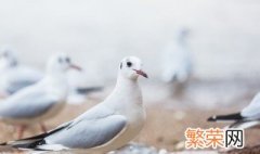 鸽子怎么训练方法视频教程 鸽子训练方法教程