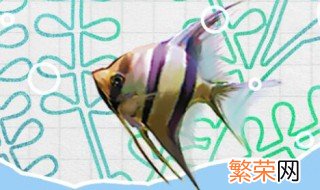 荧光天使鱼饲养方法视频 荧光天使鱼饲养方法