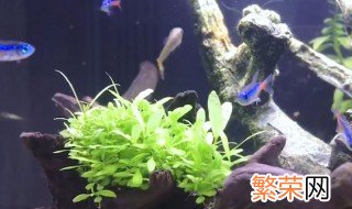 鱼缸换水方法和原理 鱼缸换水方法