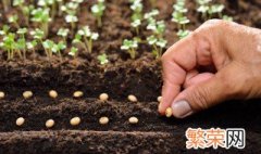 花卉营养土的配制方法 花卉营养土怎么配制