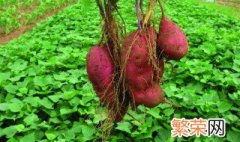 红薯的种植方法 红薯的种植方法介绍