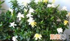 北方栀子花家庭栽培方法图片 北方栀子花家庭栽培方法