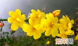 迎春花有香味吗 迎春花开花香吗