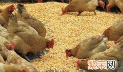 养鸡省饲料的方法有哪些 如何提高饲料利用率