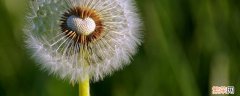 有些花草能自然分泌出杀菌素对吗 有些花草能够自然分泌出杀菌素