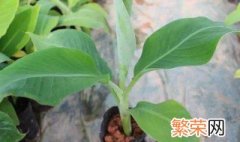 香蕉种子盆栽种植方法 种植香蕉种子盆栽的方法